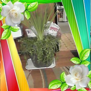 Meet your Posher, Janette